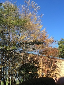 2014-10-25 14.19.09.jpg