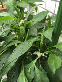 2015-08-30 09.24.19.jpg