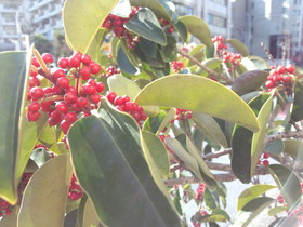 IMG_20130211_141419.jpg