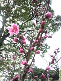 IMG_20130303_160043.jpg